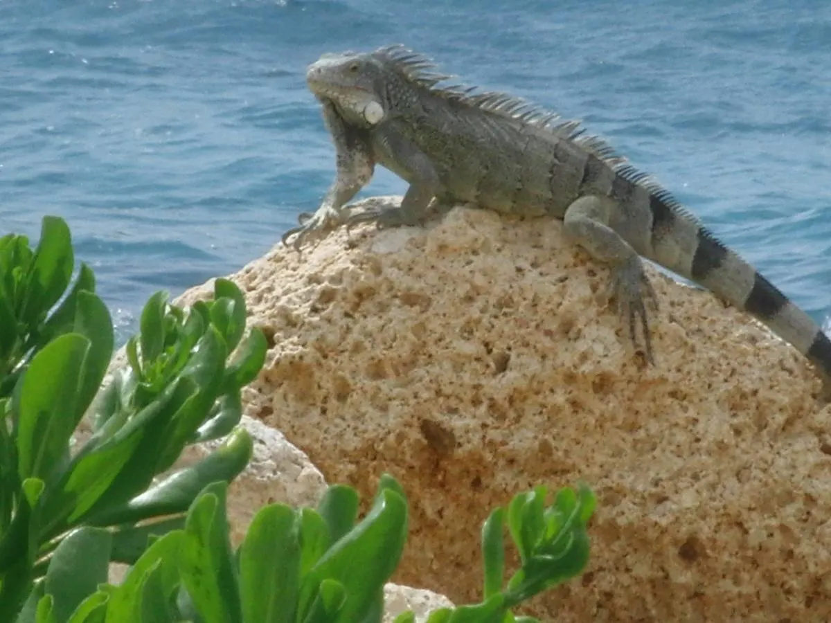 Bed and Breakfast Hemels Curacao Willemstad Bed & Breakfast